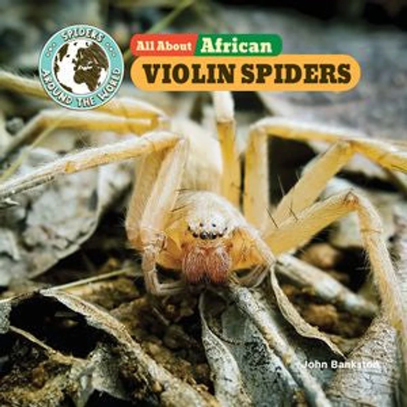 All About African Violin Spiders