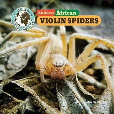 All About African Violin Spiders