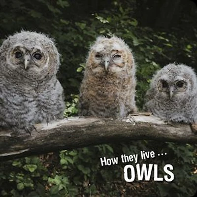 How they live... Owls: Learn All There Is to Know About These Animals!
