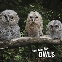 How they live... Owls: Learn All There Is to Know About These Animals!