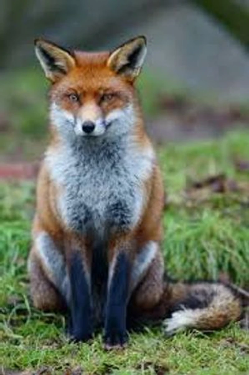 Felix Fox At The Green Forest