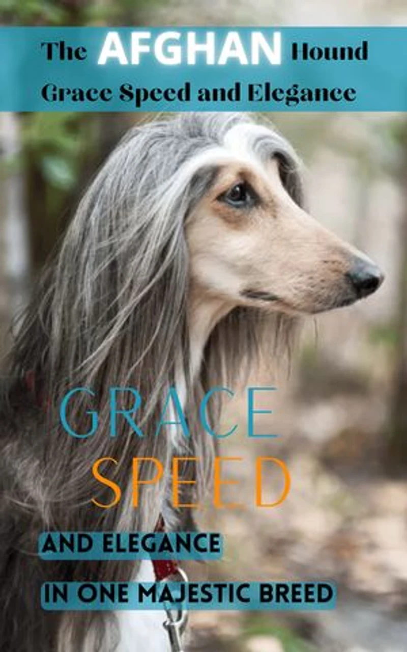 The Afghan Hound Grace Speed and Elegance: Grace Speed and Elegance In One Majestic Breed