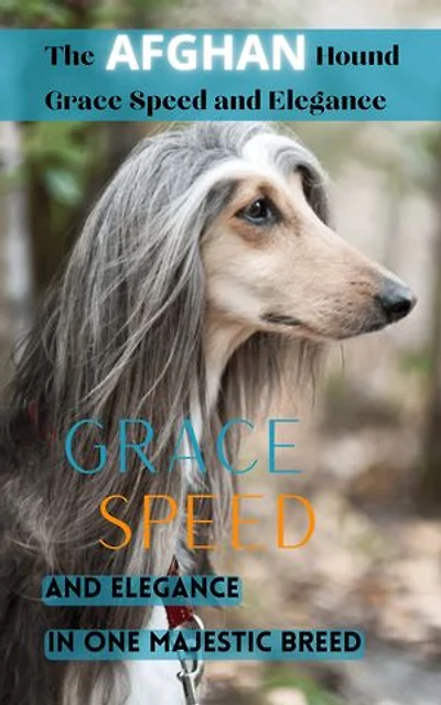The Afghan Hound Grace Speed and Elegance: Grace Speed and Elegance In One Majestic Breed