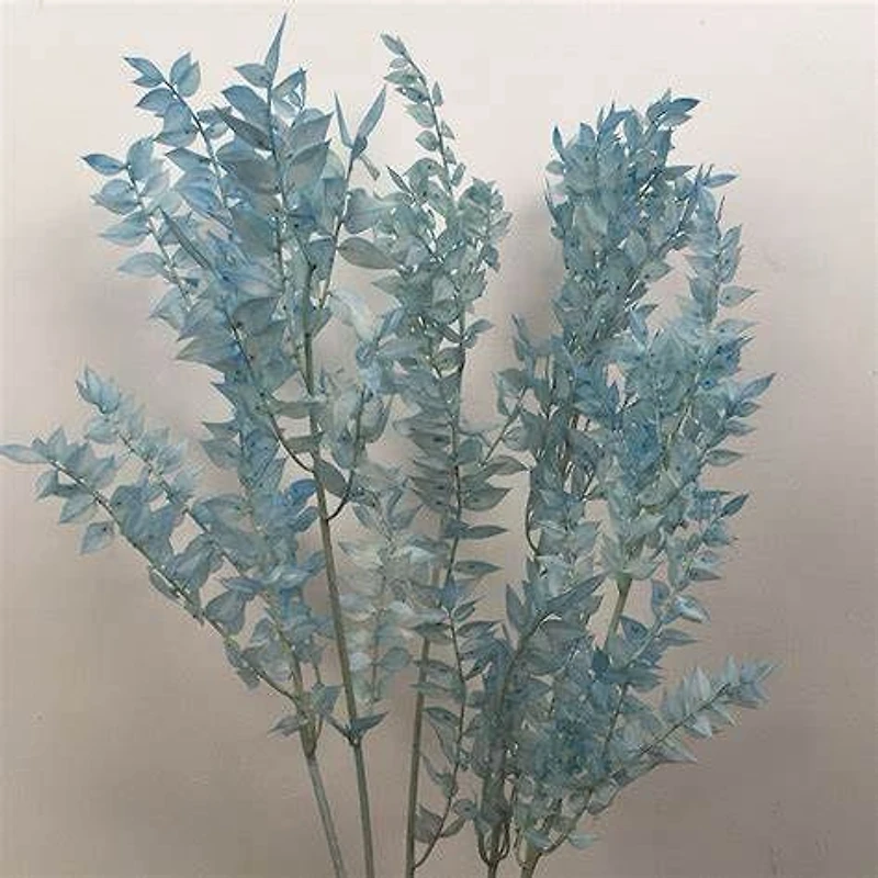 Italian Ruscus leaves (Preserved)