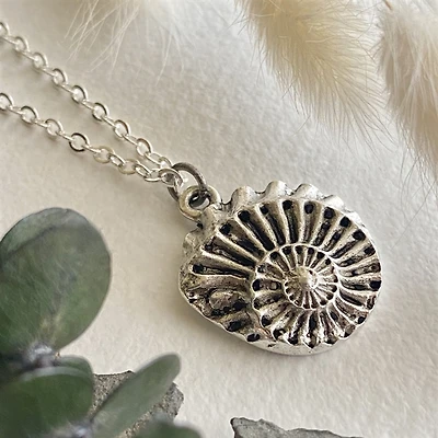 Nautilus Round Nautilus Shell