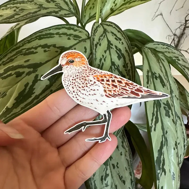 Western Sandpiper Bird Sticker - Eco Vinyl