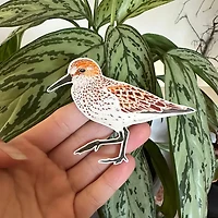 Western Sandpiper Bird Sticker - Eco Vinyl