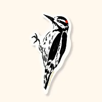 Hairy Woodpecker Sticker | Waterproof Vinyl Bird Sticker