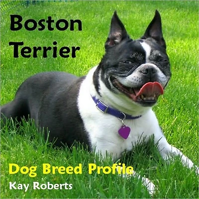 Boston Terrier Dog Breed Profile