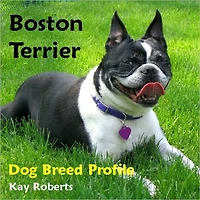 Boston Terrier Dog Breed Profile
