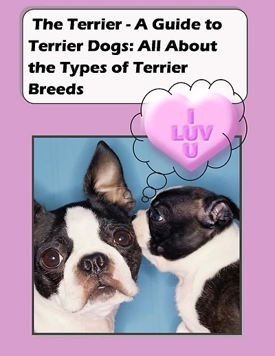 The Terrier - A Guide to Terrier Dogs: All About the Types of Terrier Breeds