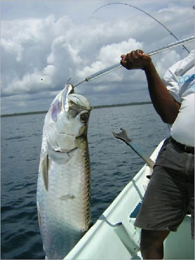 Tarpon Fishing 101