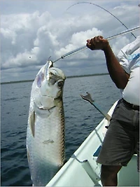 Tarpon Fishing 101