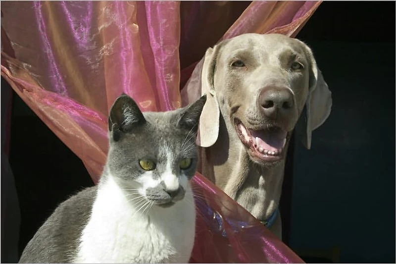 Healthy Pets are Happy Pets: Learn How To Keep Yours Healthy!