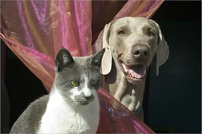Healthy Pets are Happy Pets: Learn How To Keep Yours Healthy!