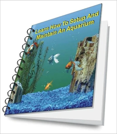Learn How To Setup And Maintain An Aquarium