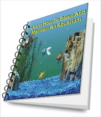 Learn How To Setup And Maintain An Aquarium