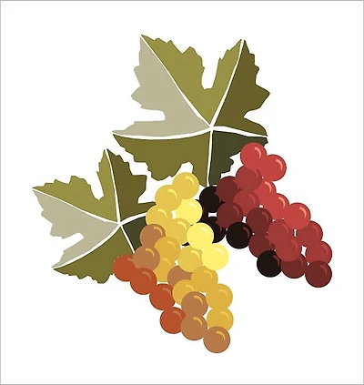 A Taste Of Wine: Understanding, Choosing and Storing Wine Properly