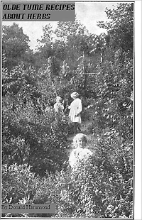 Olde Tyme Recipes About Herbs