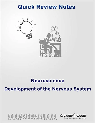Quick Review Neuroscience: Development of the Nervous System