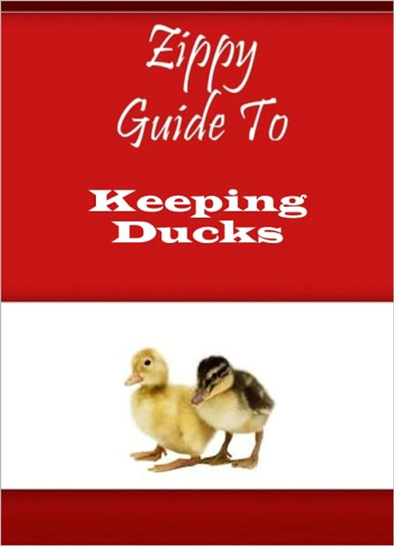 Zippy Guide To Keeping Ducks