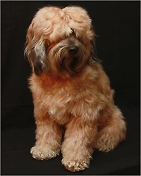 Our Friend the Dog [Illustrated]