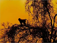 Quadrupeds, what they are and where found [Illustrated]