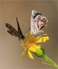 Social Life the Insect World