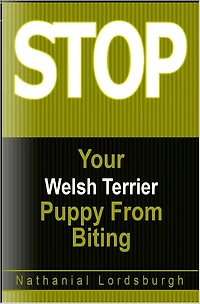 Keep Your Welsh Terrier From Biting