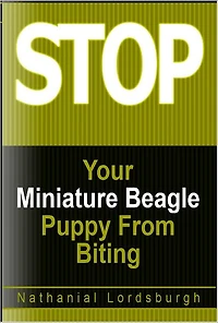 Keep Your Miniature Beagle From Biting