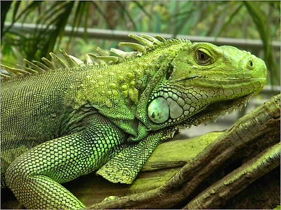 The Complete Iguana Care Handbook: Guide Made Only for Iguana Lover