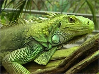 The Complete Iguana Care Handbook: Guide Made Only for Iguana Lover