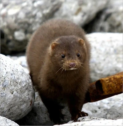 Mink Trapping