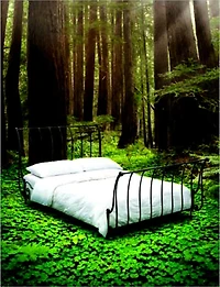 DEFORESTATION THROUGHOUT OUR LIVES AND THE WORLD: FACTS, MYTHS, IMPACTS, AND SOLUTIONS