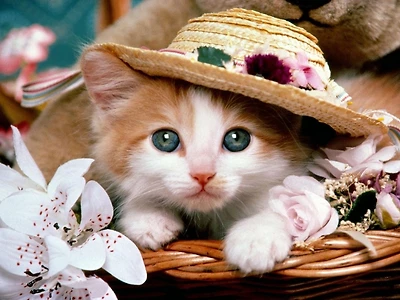 How To Pamper Your Cat