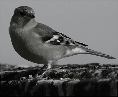 Broken Bird