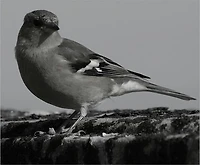 Broken Bird