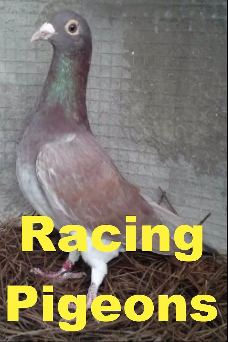 Racing Pigeons