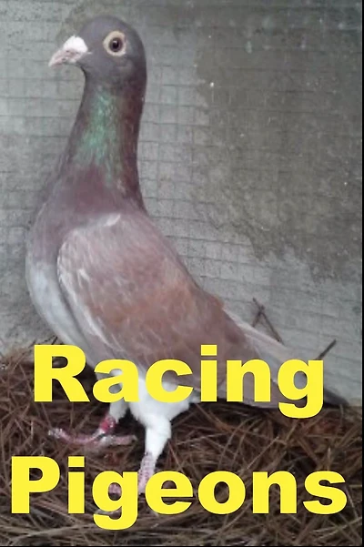 Racing Pigeons