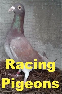 Racing Pigeons