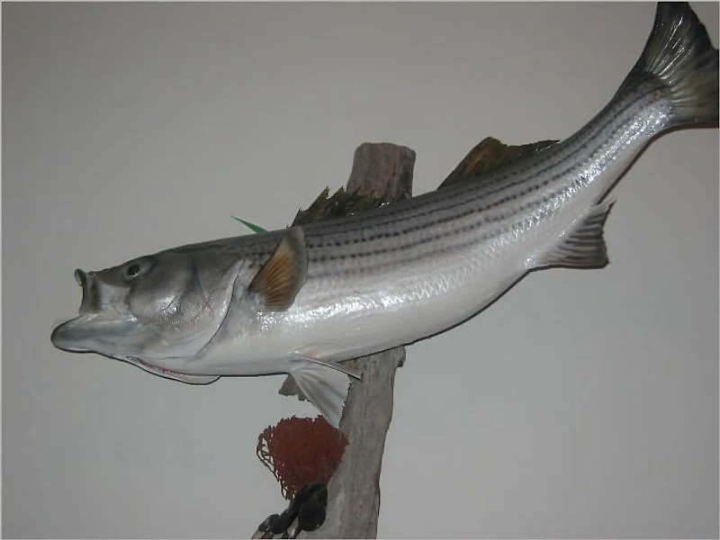 Bass Fishing Guide: How the Professionals Bass Fisher Do It