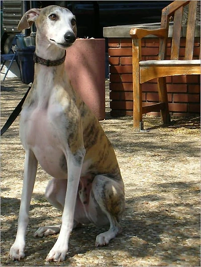 Discover the Secret of Dog Training Made Easy: How to Train Your Dog Behavior