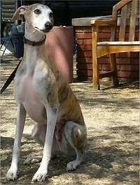 Discover the Secret of Dog Training Made Easy: How to Train Your Dog Behavior