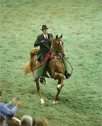 Five Gaits