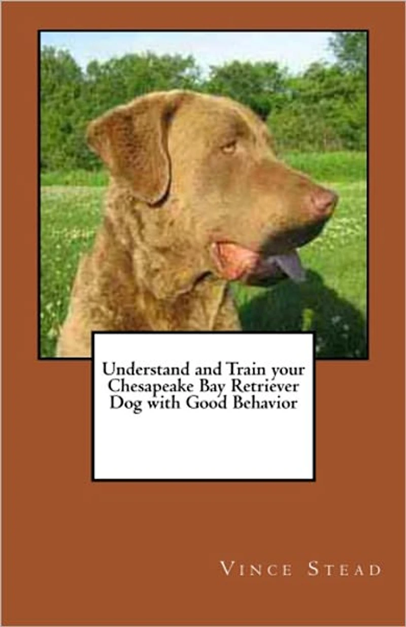 Understand and Train your Chesapeake Bay Retriever Dog with Good Behavior