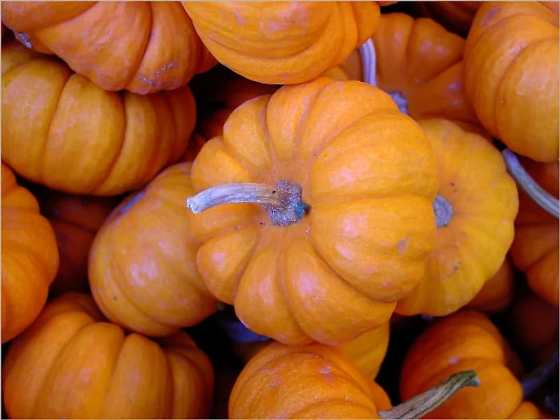 Ideas for Halloween Recipes for Kids