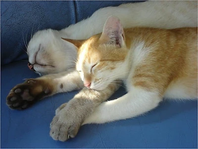 The Secret in Making Your Cat Happy: A Caring Guide for Cat Owner