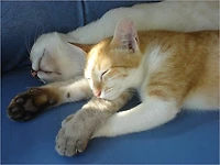 The Secret in Making Your Cat Happy: A Caring Guide for Cat Owner