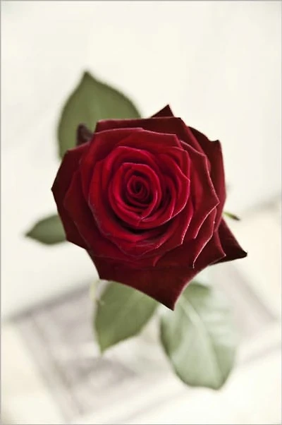 How to Survive Valentine's Day as Single