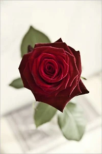 How to Survive Valentine's Day as Single